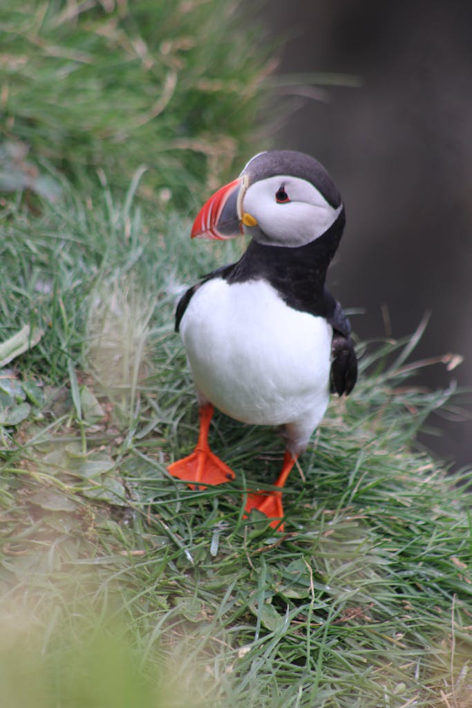 Charming puffin standing on lush green cliff, showcasing Iceland's wildlife.